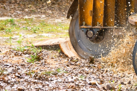 Stump Grinding